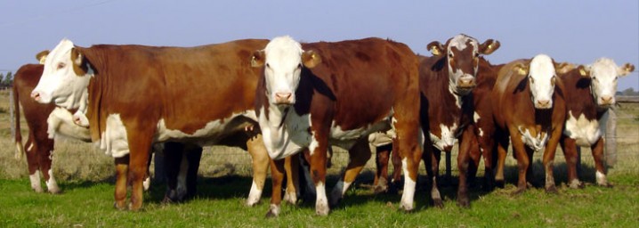 Projeto busca minimizar perdas com incidência do carrapato bovino