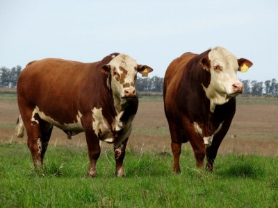 Estâncias de Dom Pedrito são destaque em vendas de touros