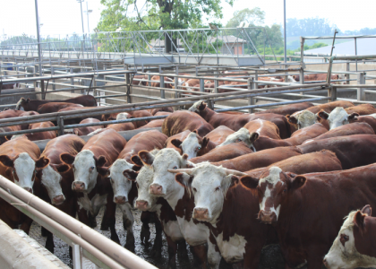 Boi gordo valorizado e liquidez nos leilões geram confiança no mercado pecuário